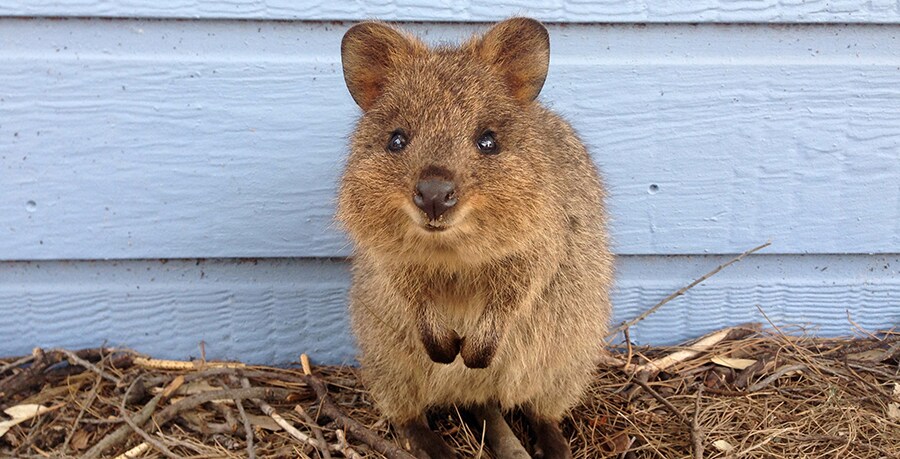 ロットネスト島のクオッカ。photo:Tourism Australia