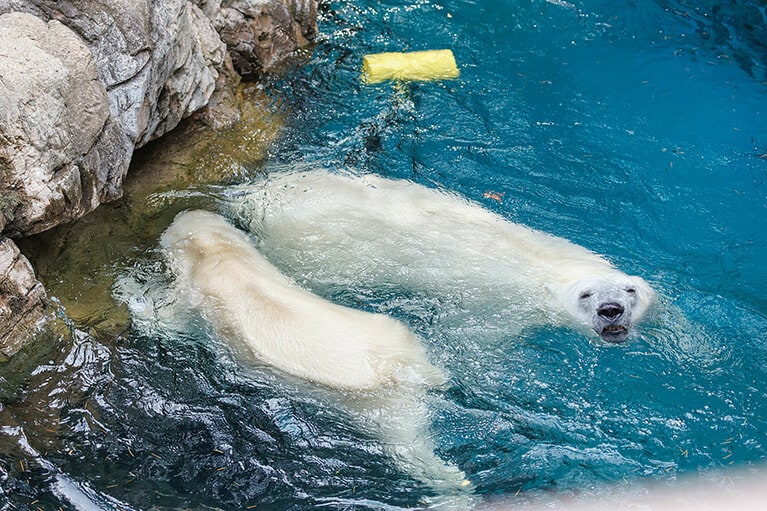 イッちゃんとライ。