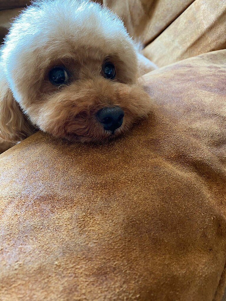 うちの子ベストショット➄「ほぼこれと同じ写真を何百枚も撮られているつくし。」