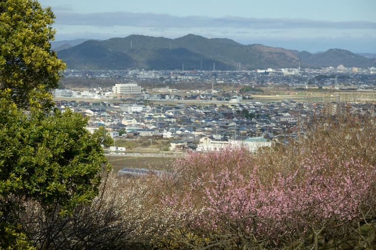 《早春の絶景散歩》紅白の梅の先には瀬戸内海、園内には古墳も！西日本随一の梅の名所「綾部山梅林」へ【兵庫県】