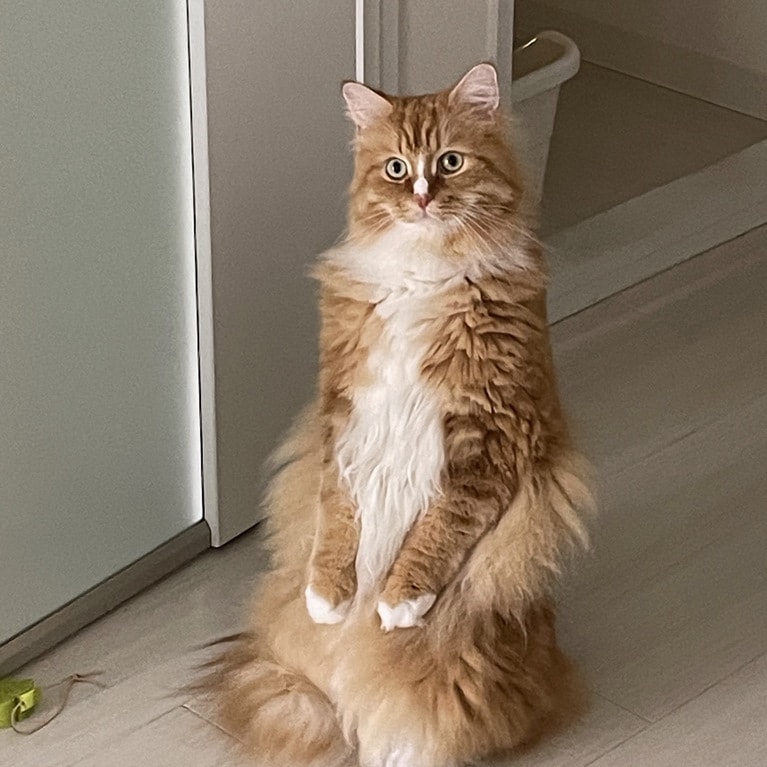 奇跡の瞬間部門5位：めいぷる ♂ 4歳。