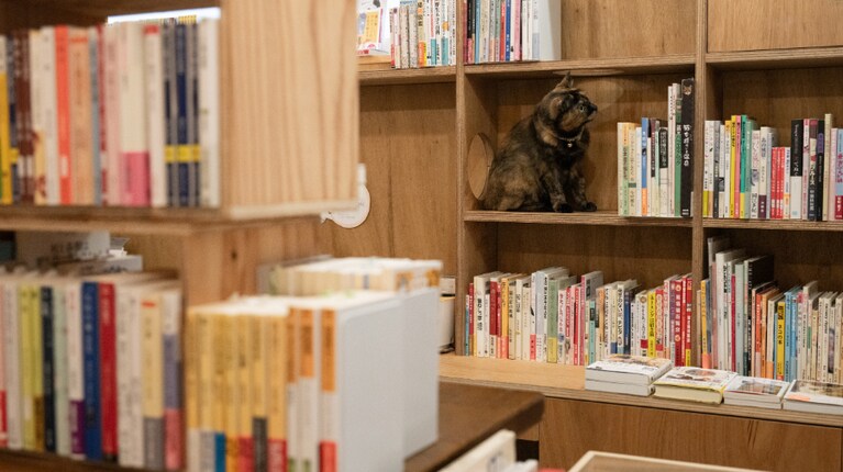 猫にとっても人間にとっても楽しい本棚。