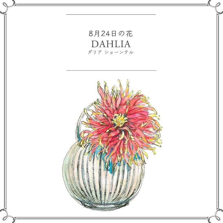 8月24日の花「ダリア ショーンテル」
