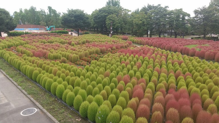 【富山県】砺波チューリップ公園のコキア。