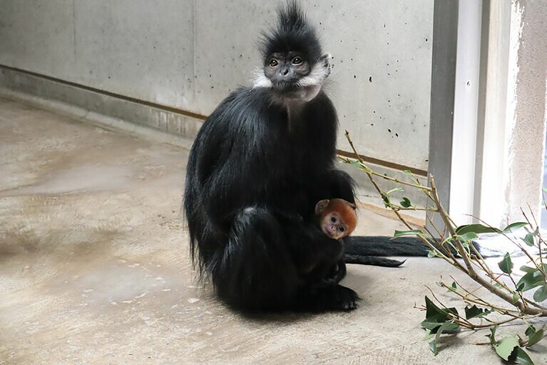 ミントとチョコ。4月15日撮影／写真提供＝ズーラシア