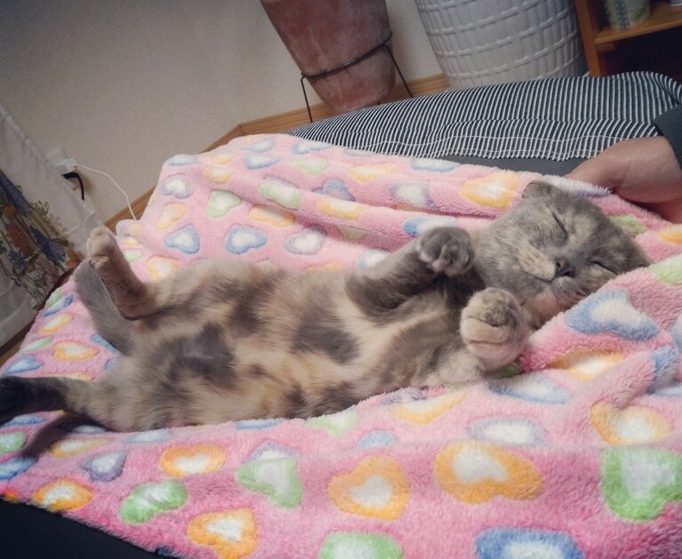 甘えん坊部門3位：マリン ♀ 13歳。