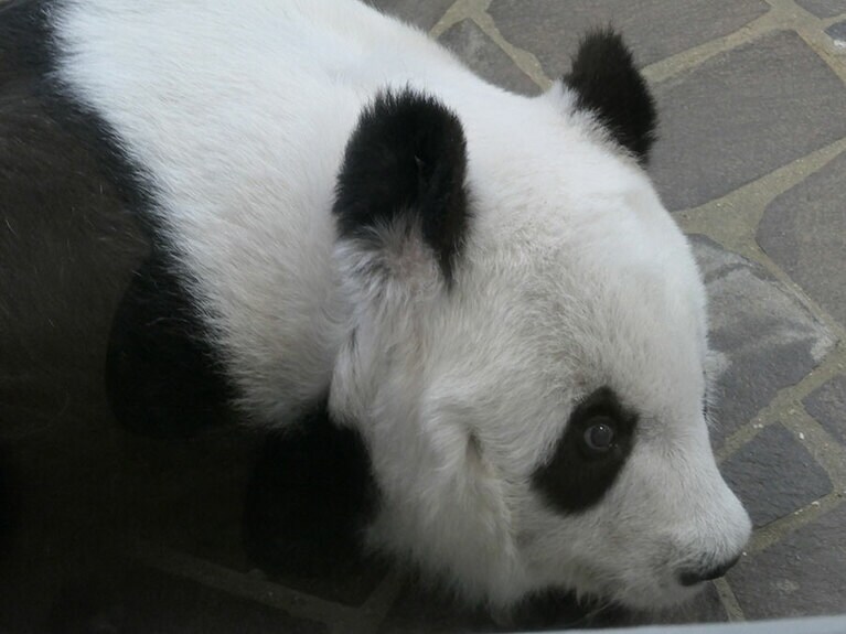 27歳の誕生日のタンタン（2022年9月16日）。