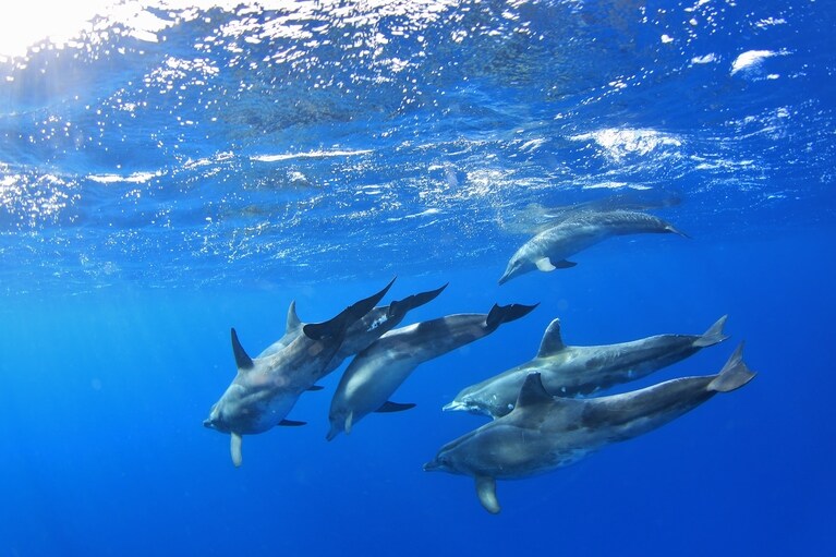 イルカと一緒に遊べるかも!? ©郷土マリンサービスJAWSⅡ 柳岡秀二郎