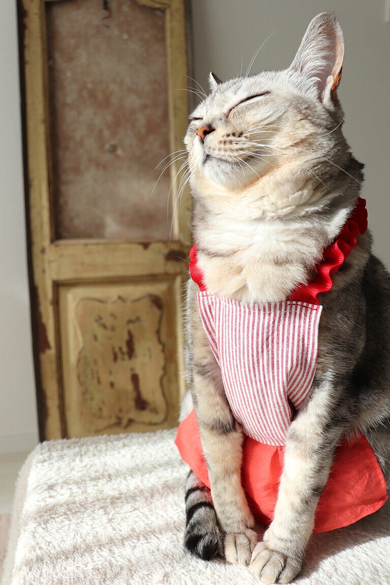 ぐー メス 7歳。7歳になってもお転婆な女の子。遊んでたら急に眠くなったらしいです（miandguさん）。