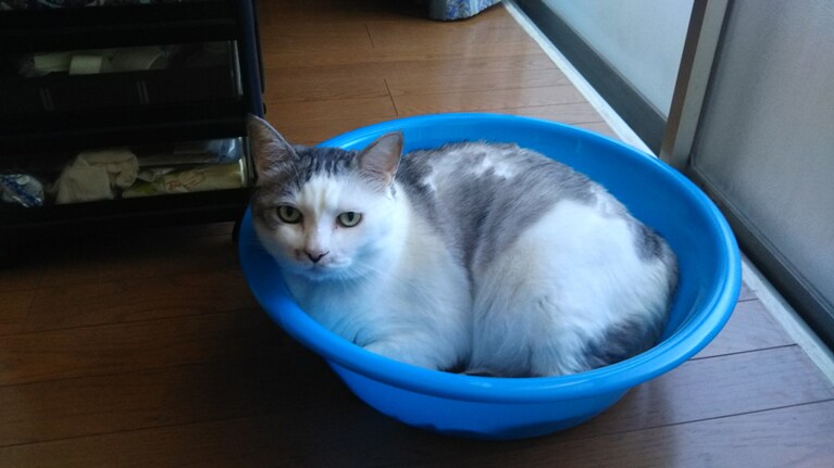 ちび ♂ 14歳。気分が向いたとき、ちび君の成長記録で撮っていました。