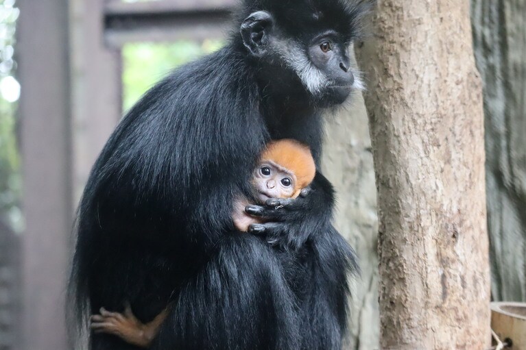 ダイダイを大切に抱っこするモカ。5月25日撮影／写真提供＝ズーラシア