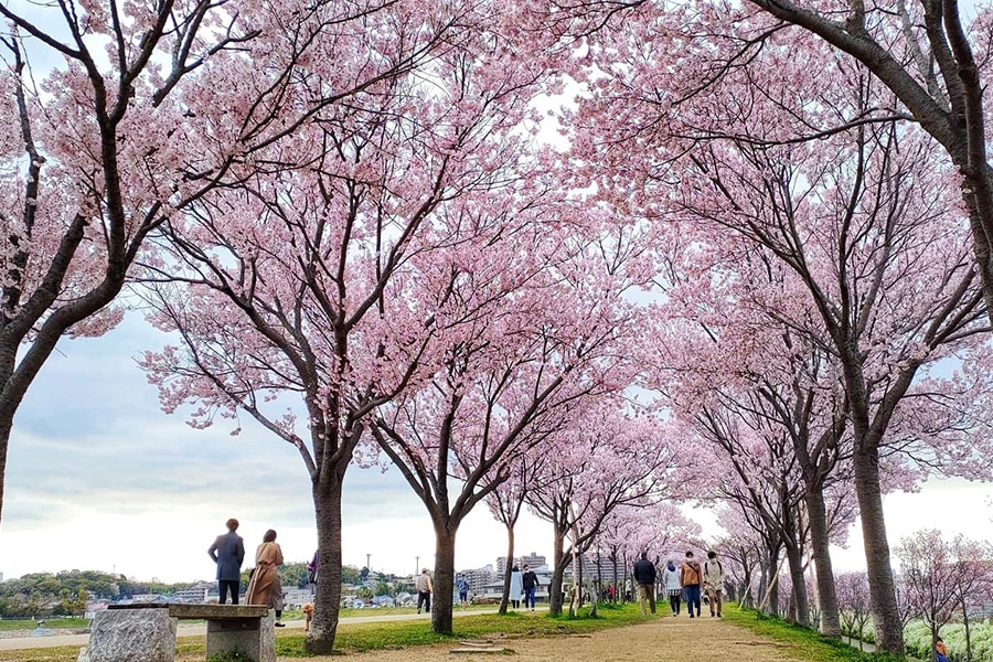狭山池公園の桜。