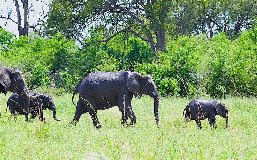 象のファミリーには、年長の子と生まれたばかりの子がいることも多い。子どもと一緒のときの母象は警戒心が強いので、近寄ると恐ろしいことに。