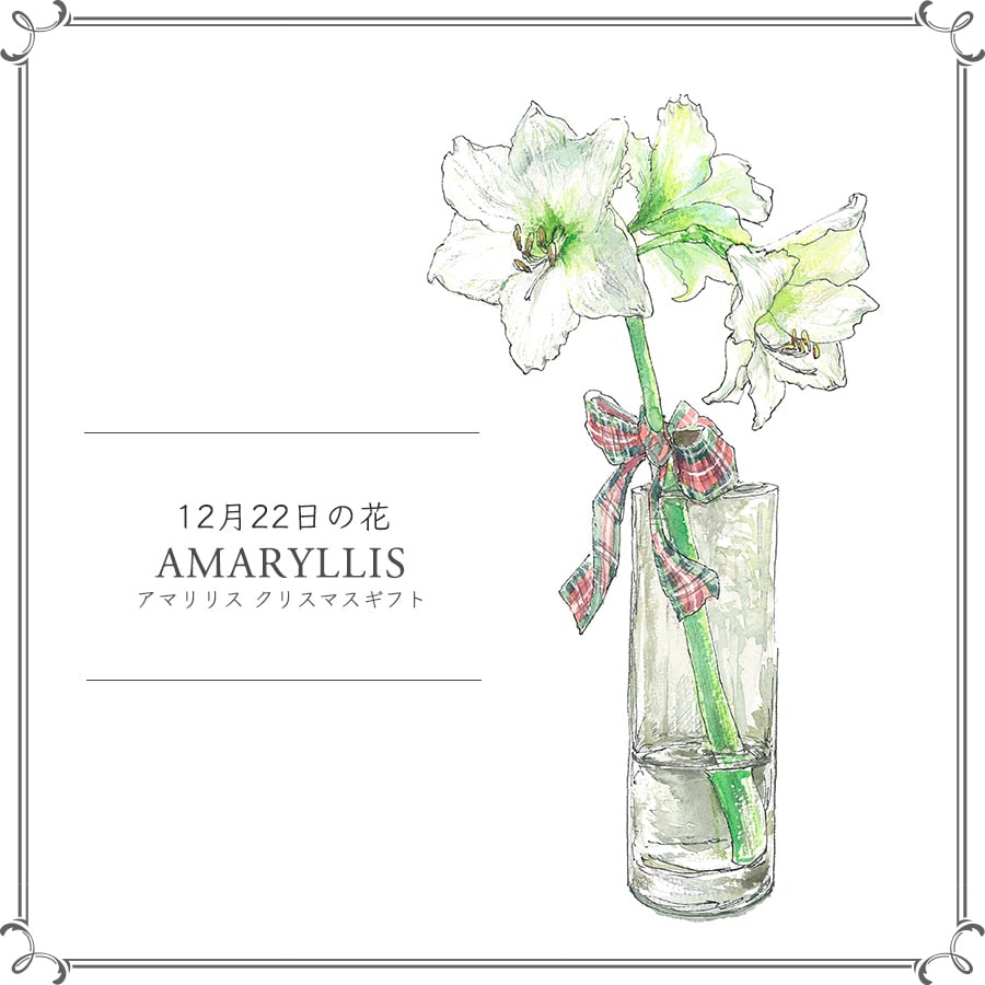 12月22日の花「アマリリス クリスマスギフト」