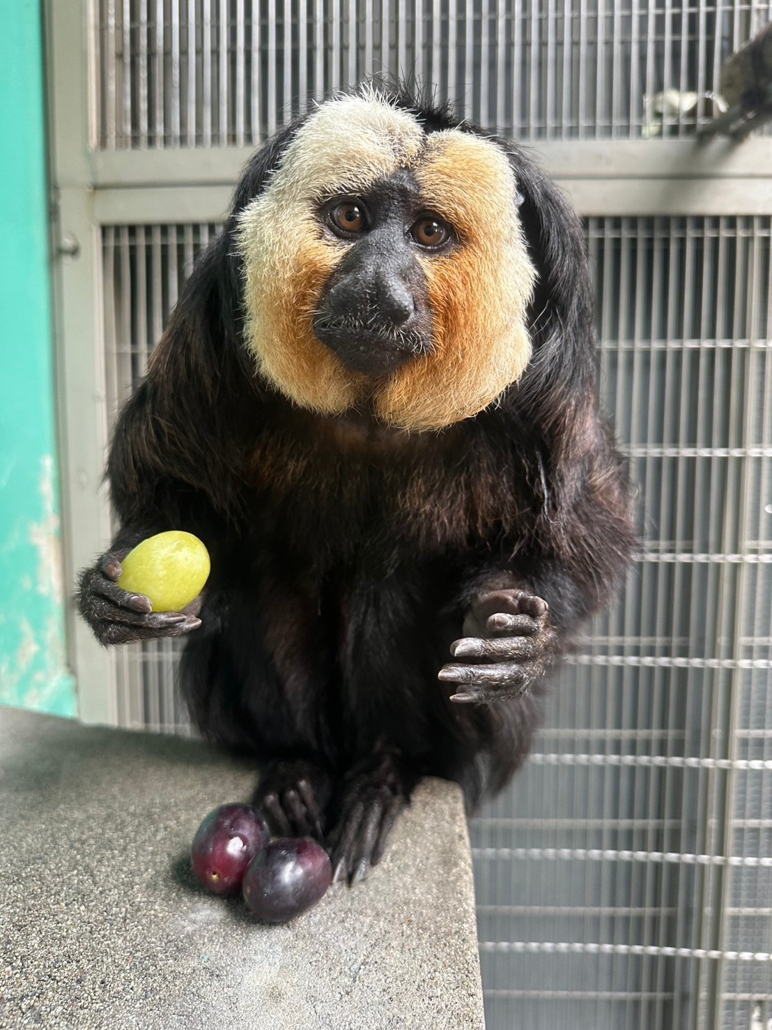 ブドウを食べるモップくん。おいしいものを食べているとき、左手はいつもこのかたちになっているように感じます。(過去の画像)。提供:日本モンキーセンター