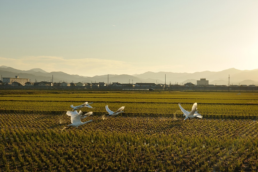 庄内平野の田んぼには落ち穂をついばむ白鳥が。近くで見ると意外と力強い。