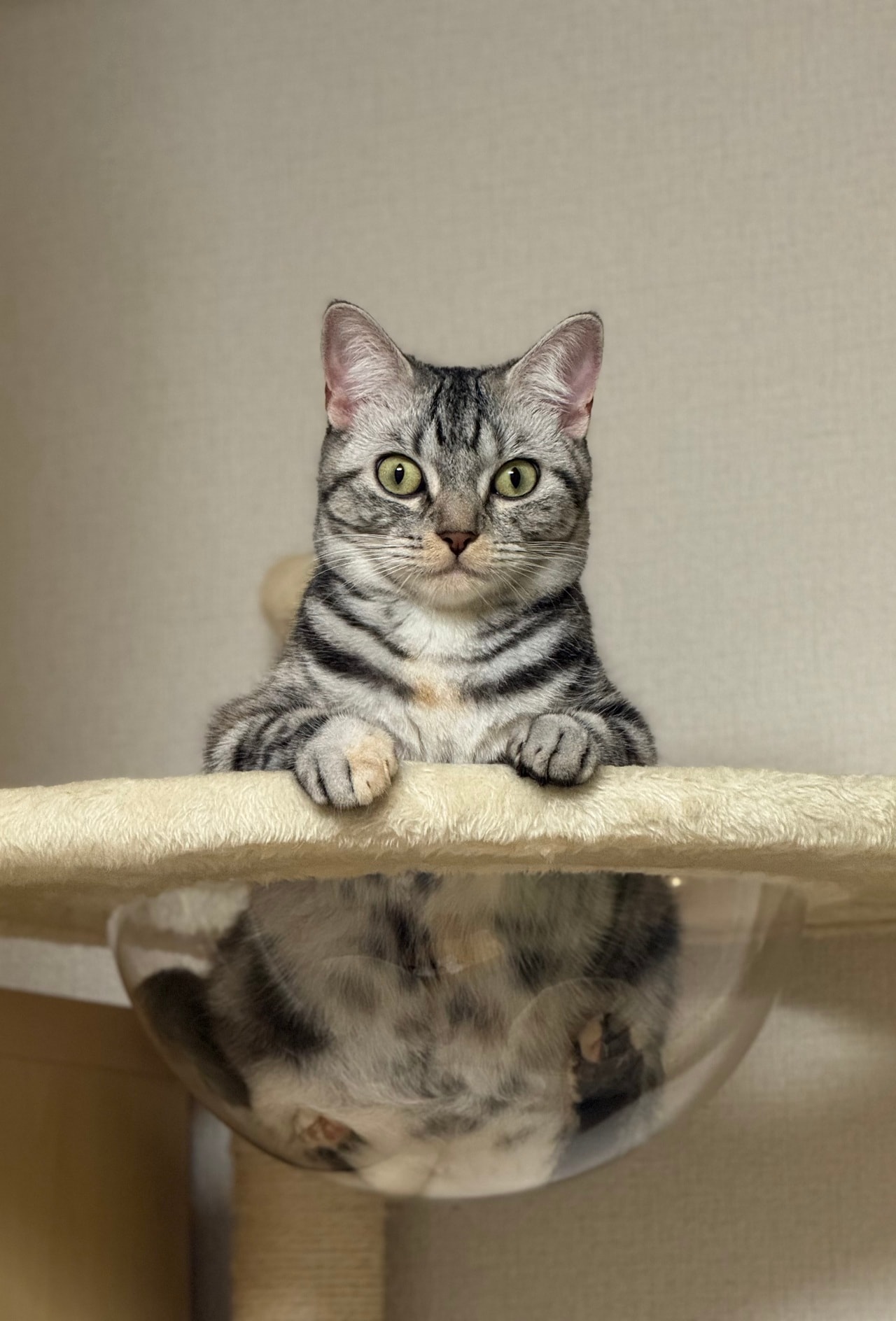 スッポリ部門2位：イルミ ♀ 1歳。