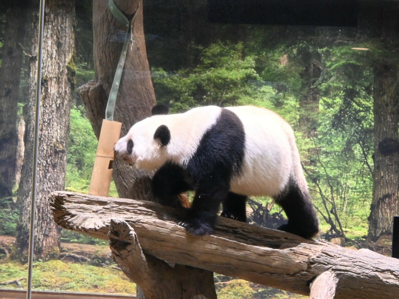 竹筒に興味を示すレイレイ。（2026年1月20日、筆者撮影）