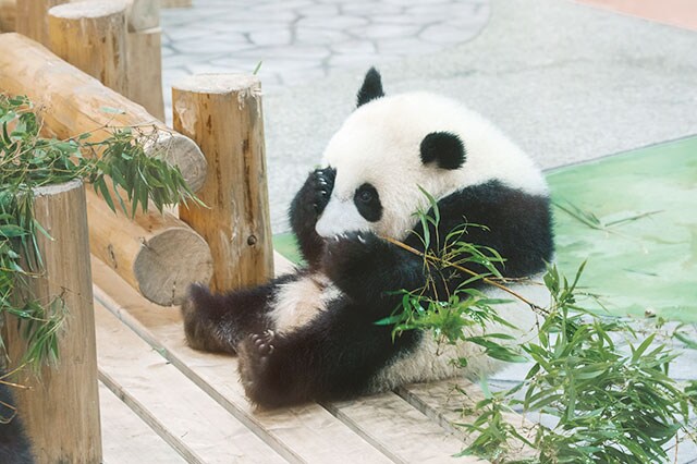 足を前に投げ出して座る姿が愛らしい。「両脚の間から尻尾が出るのもかわいいんです」(小澤さん)