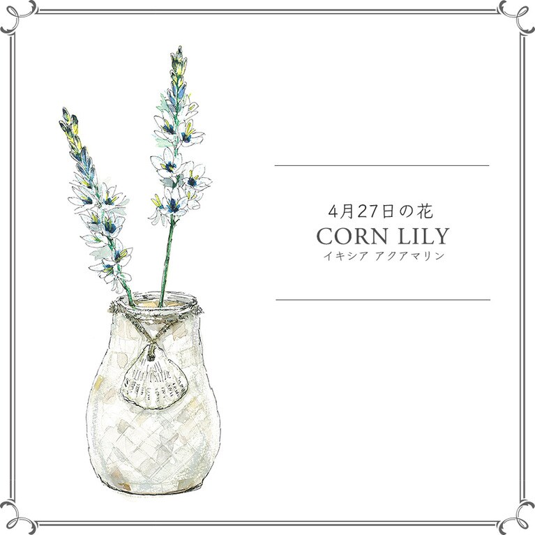 4月27日の花「イキシア アクアマリン」