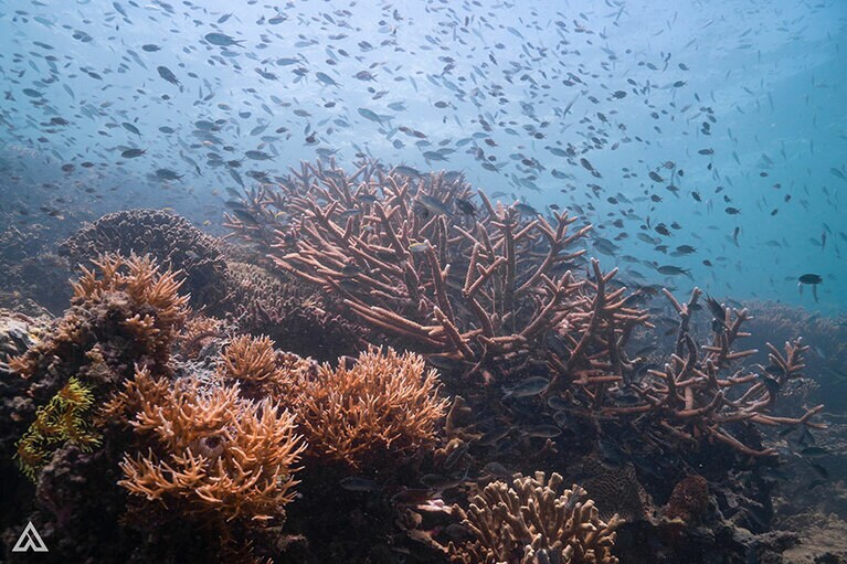 絶好調のコンディションだと、こんな水中風景。