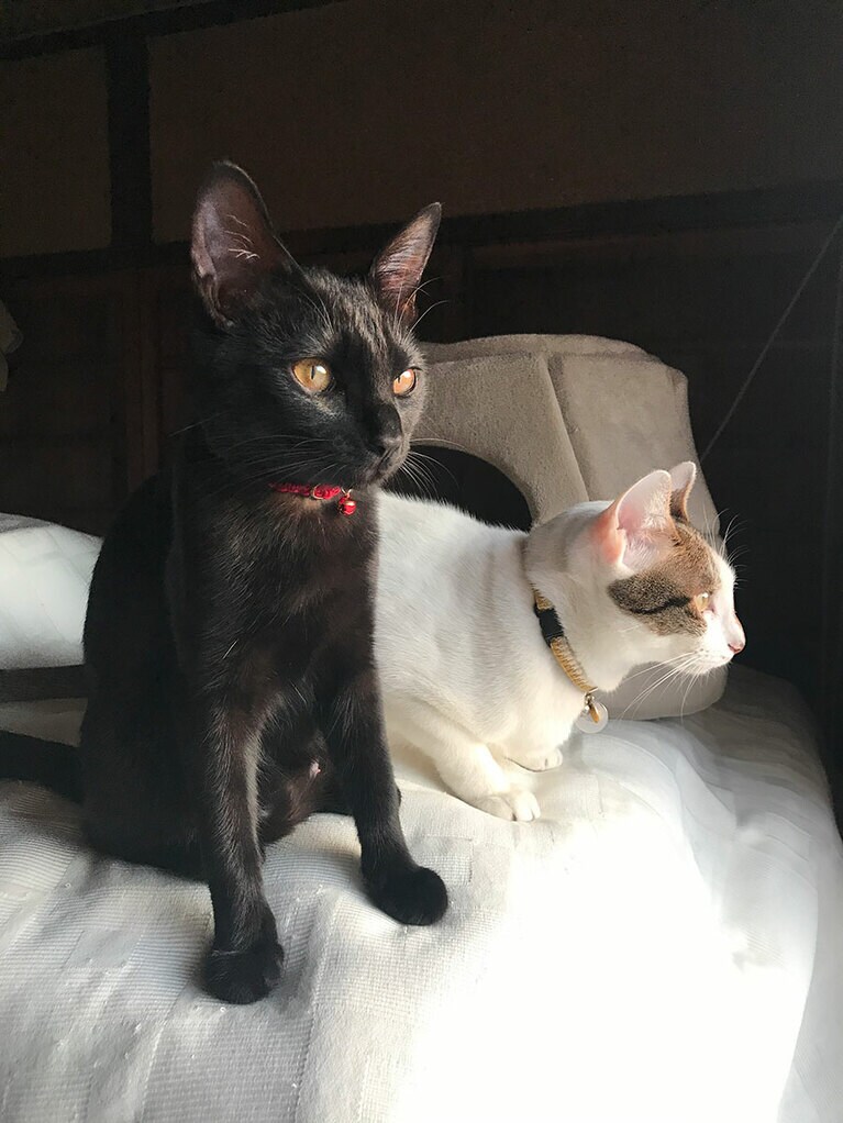 ルーチェ メス 4歳。とにかく頭がいい子です。お兄ちゃんとよくケンカしますがたまに一緒にいる奇跡のような瞬間が愛おしいです（アルさん）。