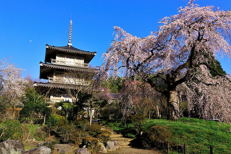 浄専寺のしだれ桜。