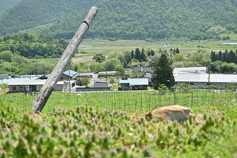 風が吹き抜ける「グレープリパブリック」の畑。