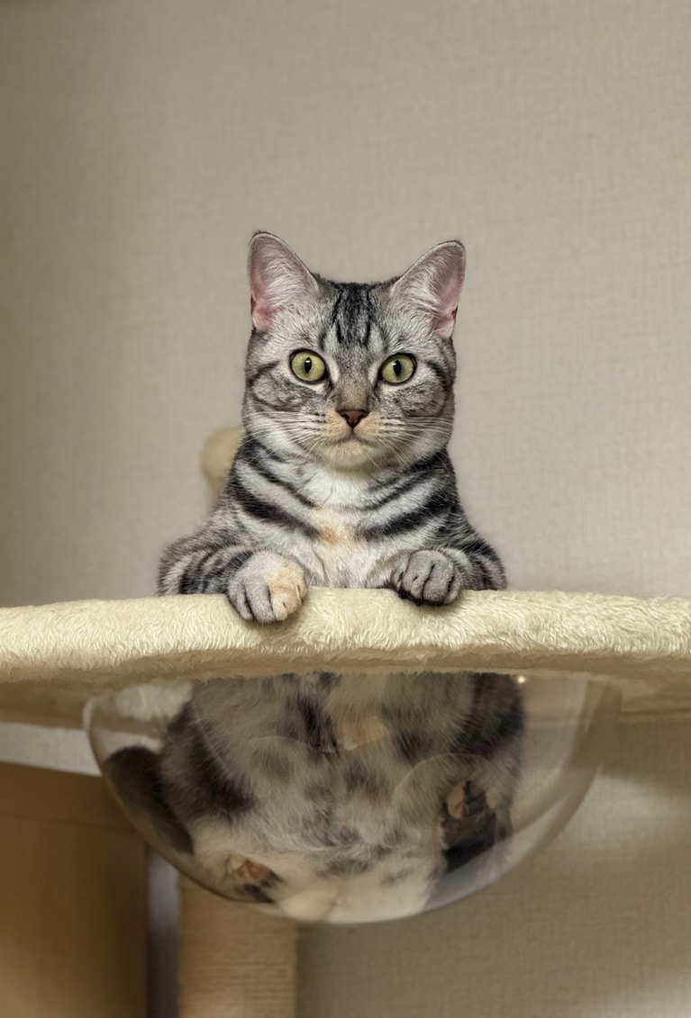 スッポリ部門2位：イルミ ♀ 1歳。