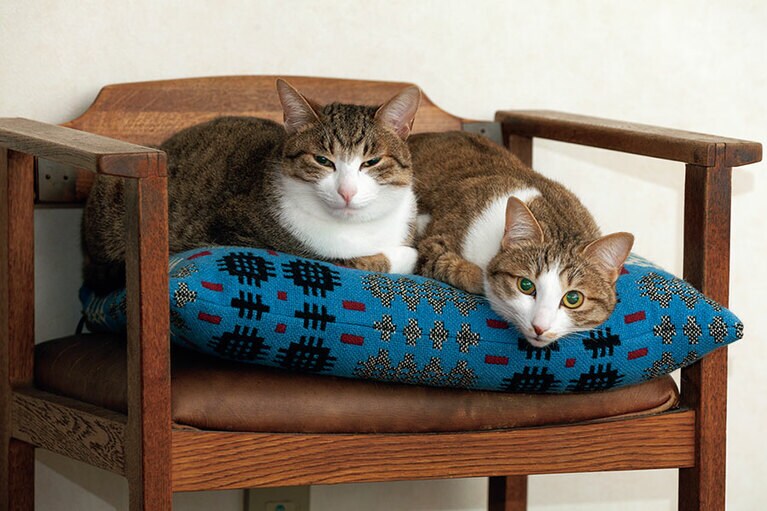 猫の作品でも知られる写真家の西川治さんから譲り受けた椅子に。