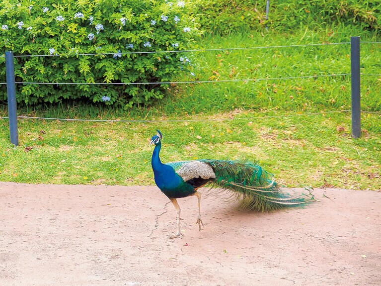 放し飼いのクジャクの優雅な姿。