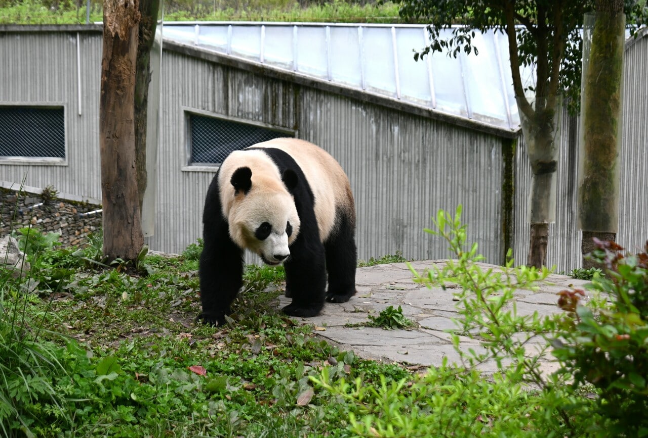 オスの贝贝。スミソニアン国立動物園で2015年8月22日に生まれた。（2026年4月30日、筆者撮影）