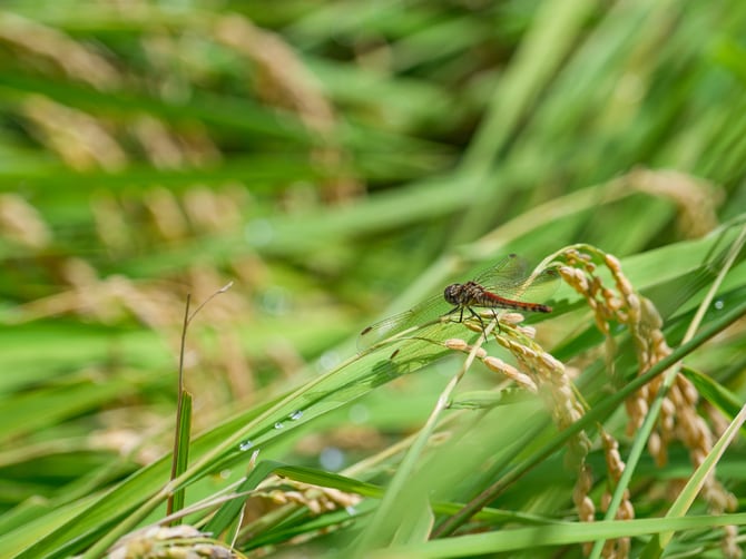 2026年の「お米の学校」については、決まり次第公式サイトにアップ。