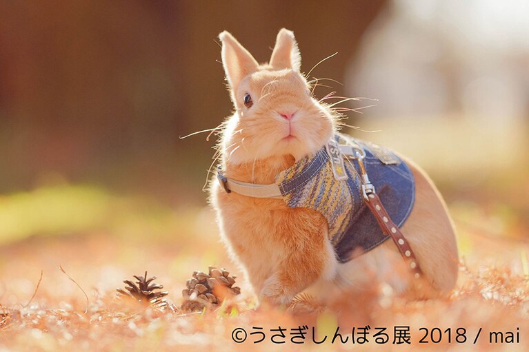 入場特典としてうさぎの「耳」と、3周年にちなんで先着333名限定で、人気作家toronouchiとusagraphとコラボレートしたクリアファイルがプレゼントされる。