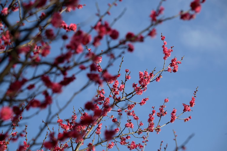 《早春の絶景散歩》紅白の梅の先には瀬戸内海、園内には古墳も！西日本随一の梅の名所「綾部山梅林」へ【兵庫県】