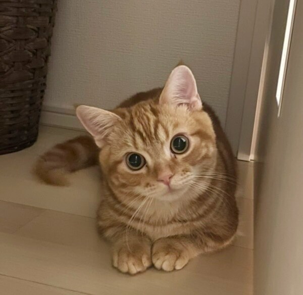 しゃけ ♂ 1歳。我が家に来て日が浅いため、おどおどしているが、その表情が愛らしいです。