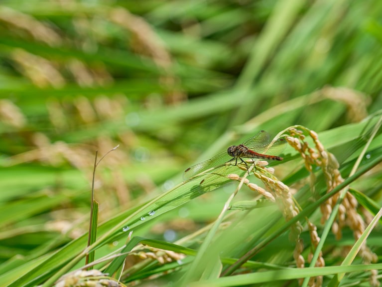 2026年の「お米の学校」については、決まり次第公式サイトにアップ。