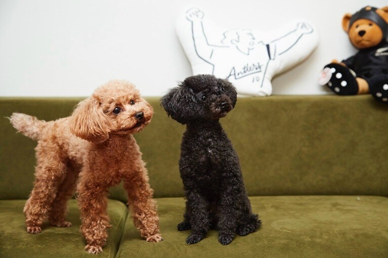 ずっと犬を飼いたかった！