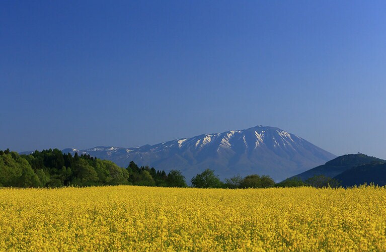 雫石町の菜の花畑／岩手県