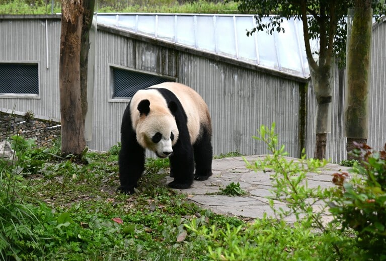 オスの贝贝。スミソニアン国立動物園で2015年8月22日に生まれた。（2026年4月30日、筆者撮影）