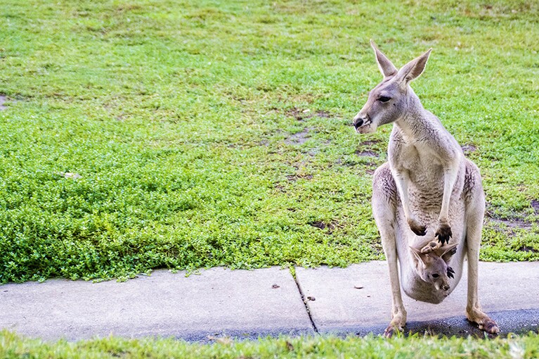 おなかの袋に赤ちゃんが！