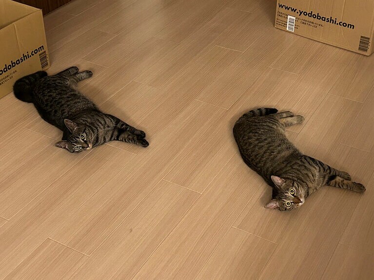 あんこときなこ ♀ 2歳。保護猫姉妹です。動きが常にシンクロしていて面白いです。毛色が濃い方が「あんこ」薄い方が「きなこ」です。分かりにくいですが……（おはぎさん）