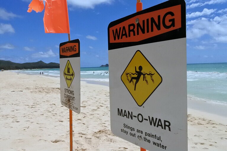 カツオノエボシ注意！