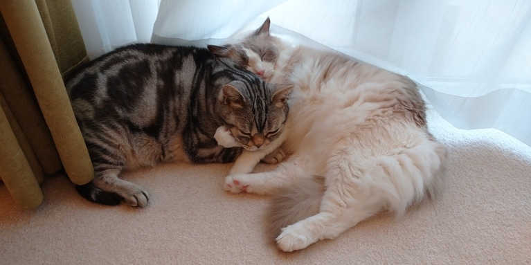 ジャコ助くん（左）とコウの助くん（下）。