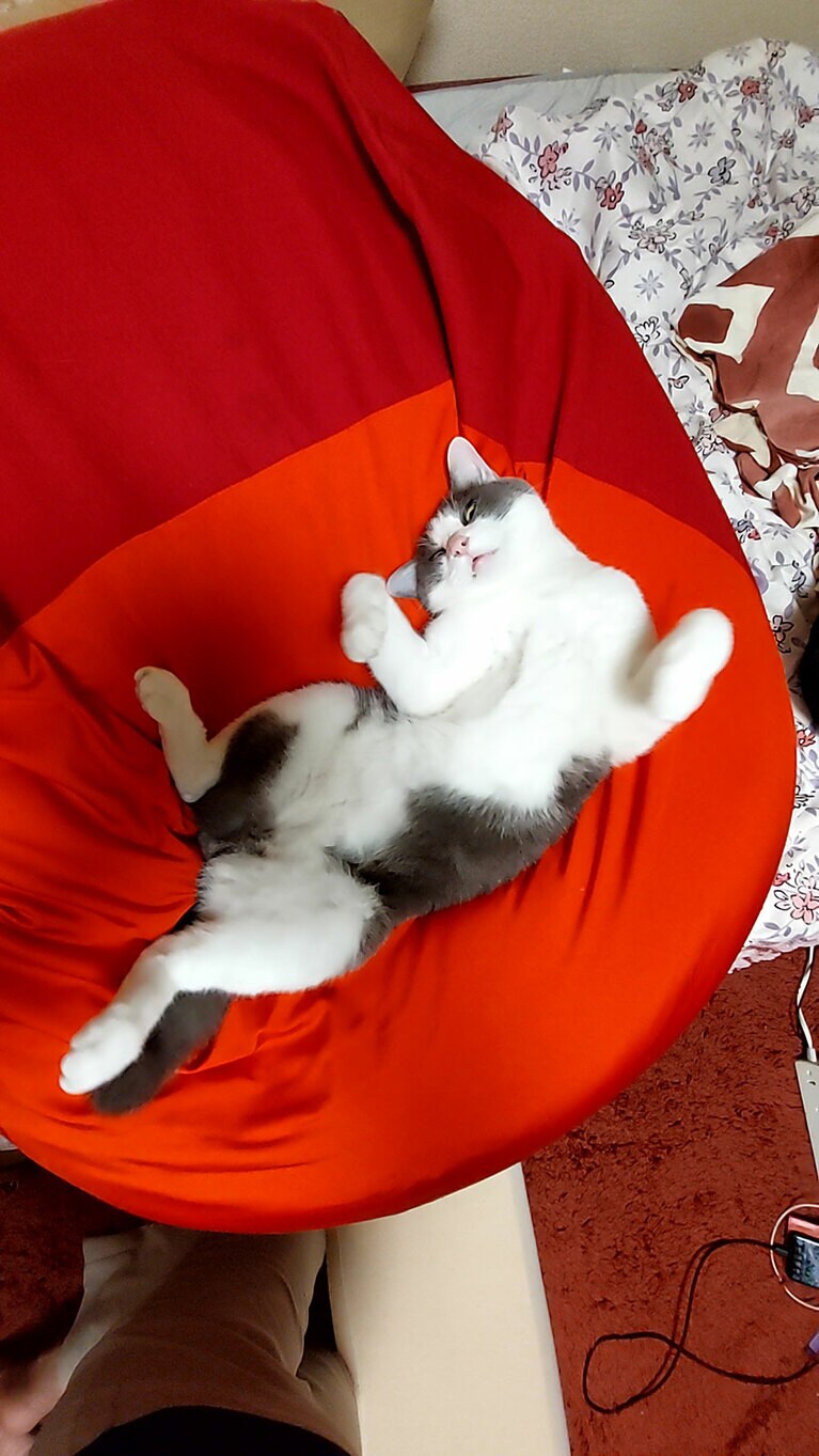 グレン ♂ 6歳。「人間をダメにするクッション」を使った猫の末路です（まきさん）
