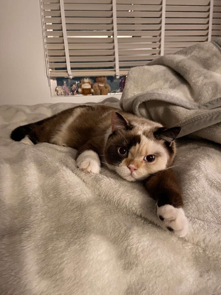 モニーク ♀ 1歳。深夜に急に洗濯物を干し始めた私を不思議そうに見ている眠そうなモニークちゃんです。