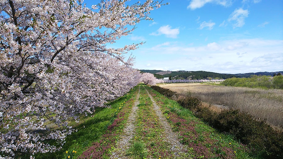 芋川の桜づつみ。写真提供：秋田県観光連盟
