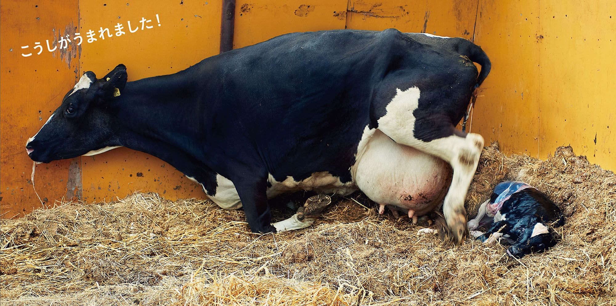 キッチンミノルさんが徹夜で撮影した、牛の出産の場面　©キッチンミノル（白泉社）