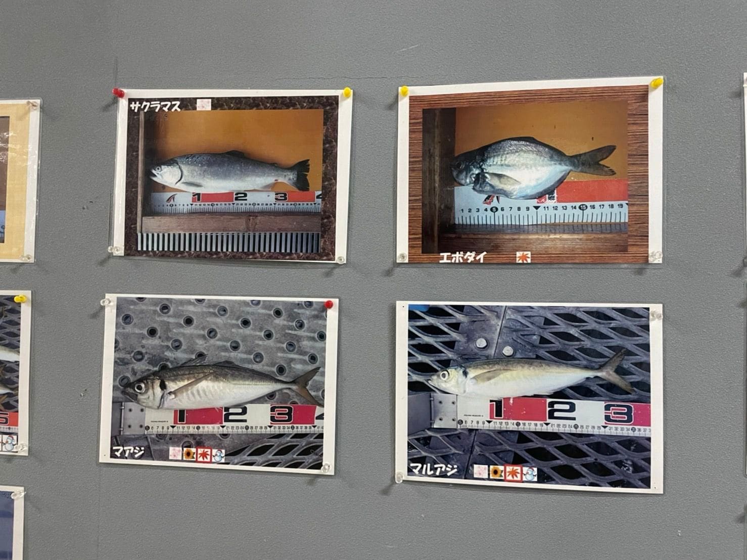 施設の壁に飾られた釣果写真