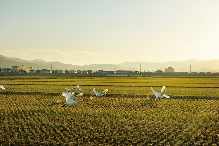 【SHONAI HOTEL SUIDEN TERRASSE】 庄内平野の田んぼには落ち穂をついばむ白鳥が。近くで見ると意外と力強い。